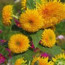 50 Sungold Dwarf Teddy Bear Sunflower Seeds Fresh Seeds Fast Shipping