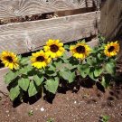 50 Sunspot Dwarf Sunflower Seeds Annual Wildflower Patio Container Flower Cut Flowers Fresh Seeds Fa