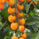 50 Sweet Mandarin Tomato Seeds Fresh Seeds Fast Shipping
