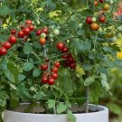 50 Sweetheart Of The Patio Tomato Seeds Fresh Seeds Fast Shipping