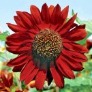 50 Velvet Queen Sunflower Seeds Annual Wildflower Summer Fall Cut Flowers Fresh Seeds Fast Shipping