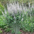 50 White Wild False Indigo Seeds Wildflower Nitrogen Fixing Poor Soils Cold Heat Drought Fresh Seeds