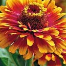 50 Zowie Yellow Flame Zinnia Seeds Organic Ships 3 Fresh Seeds Fast Shipping