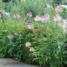 500 Cleome Spider Plant Mix Seeds Long Blooming Annual Summer Fall Flowers Patio Container Fresh See