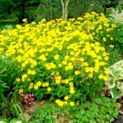 500 Common Evening Primrose Seeds Annual Wildflower Summer Patio Container Fresh Seeds Fast Shipping
