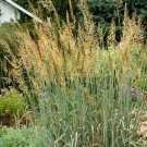 500 Indian Grass Seeds Prairie Grass Wildflower Clumping Ornamental Cold Container Fresh Seeds Fast 