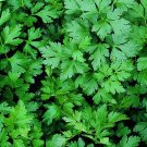 500 Italian Parsley Seeds Organic Fresh Seeds Fast Shipping
