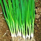 500 Japanese-Evergreen Bunching Seeds Green Onion Summer Vegetable Container 70 Day Organic Fresh Se