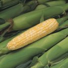 500 Peaches And Cream Sweet Corn Seeds Organic Fresh Seeds Fast Shipping