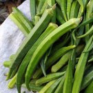 500 Perkins Long Pod Okra Seeds Fresh Seeds Fast Shipping