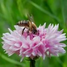 500 Pink Cornflower Seeds Bachelor Button Annual Wildflower Cut Dried Flowers Bedding Container Fres