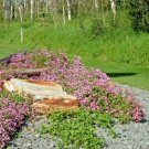 500 Pink Rock Soapwort Seeds Wildflower Groundcover Trailing Rock Container Fresh Seeds Fast Shippin
