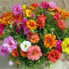 500 Portulaca Rose Moss Mix Annual Flower Seeds Heat Drought Groundcover Window Box Patio Container 
