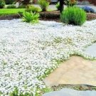 500 Snow In Summer Seeds Flowering Groundcover Creeping Fresh Seeds Fast Shipping