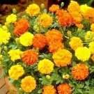 500 Sparky Mix Dwarf French Marigold Seeds Annual Summer Fall Flowers Summer Patio Container Fresh S