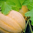 60 Hales Best Jumbo Cantaloupe Heirloom Seeds Fresh Seeds Fast Shipping