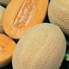 60 Hales Best Jumbo Cantaloupe Seeds Fresh Seeds Fast Shipping