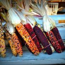 60 Indian Corn Seeds Fresh Seeds Fast Shipping