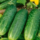 60 Pickling Cucumber Seeds Fresh Seeds Fast Shipping