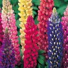 60 Russell Lupine Perennial Mix Seeds Fresh Seeds Fast Shipping