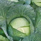 600 Cabbage Seeds All Seasons Fresh Seeds Fast Shipping