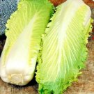 600 Chinese Michihili Cabbage Seeds Asian Vegetable Organic Spring Fall Container Fresh Seeds Fast S