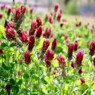 600 Clover Crimson Red Seeds Pollinator Food Cover Crop Fresh Seeds Fast Shipping