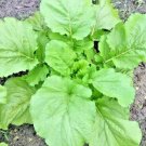 600 Florida Broadleaf Mustard Greens Seeds Organic Vegetable Spring Fall Container Fresh Seeds Fast 