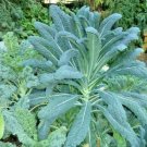 600 Lacinato Dinosaur Kale Seeds Organic Spring Fall Vegetable Container Cold Hardy Fresh Seeds Fast