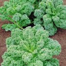 600 Vates Blue Curled Scotch Kale Seeds Organic Spring Fall Vegetable Greens Fresh Seeds Fast Shippi