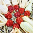 75 Red Strawberry Popcorn Seeds Organic Summer Vegetable Crafts Fresh Seeds Fast Shipping