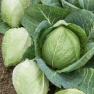 800 Cabbage Seeds Charleston Wakefield Fresh Seeds Fast Shipping