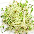 Alfalfa Organic Alfalfa Alfalfa Fresh Seeds Fast Shipping