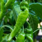Anaheim Hot Chili Pepper Seeds Organic Pepper Hot Peppers Fresh Seeds Fast Shipping