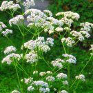 Anise Herb Seeds Organic Herb Fresh Seeds Fast Shipping