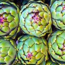 Artichoke Seeds Organic Artichoke Seeds Green Globe Variety Food Fresh Seeds Fast Shipping