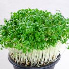 Arugula Organic Seeds Fresh Seeds Fast Shipping