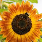 Autumn Beauty Sunflower Seeds Organic Sunflower Beautiful Sunflowers Fresh Seeds Fast Shipping