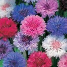 Bachelor Button Flower Seeds Organic Flower Flower Seeds Flowers Fresh Seeds Fast Shipping