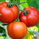 Beefsteak Tomato Seeds Organic Tomato Seeds Tomato Seeds Tomatoes Fresh Seeds Fast Shipping