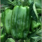Big Bertha Sweet Pepper Seeds 25 Seeds Fresh Seeds Fast Shipping