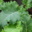 Blue Scotch Kale Seeds Organic Kale Seeds Vegetable Seeds Kale Fresh Seeds Fast Shipping