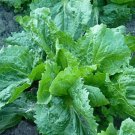 Broadleaf Endive Seeds Organic Endive Endive Fresh Seeds Fast Shipping