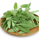Broadleaf Sage Seeds Organic Sage Seeds Sage Seeds Sage Right Fresh Seeds Fast Shipping