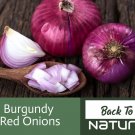 Burgundy Red Onion Seeds Organic Onion Seeds Onion Seeds Onions Fresh Seeds Fast Shipping
