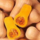 Butternut Squash Seeds Organic Squash Vegetable Seeds Squash Fresh Seeds Fast Shipping