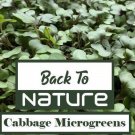 Cabbage Organic Seeds Fresh Seeds Fast Shipping