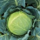 Cabbage Seeds Organic Cabbage Cabbage Right Fresh Seeds Fast Shipping