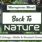 Cabbage Alfalfa Mustard Greens Microgreens Organic Seeds Fresh Seeds Fast Shipping