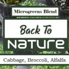 Cabbage Broccoli Alfalfa Microgreens Organic Fresh Seeds Fast Shipping